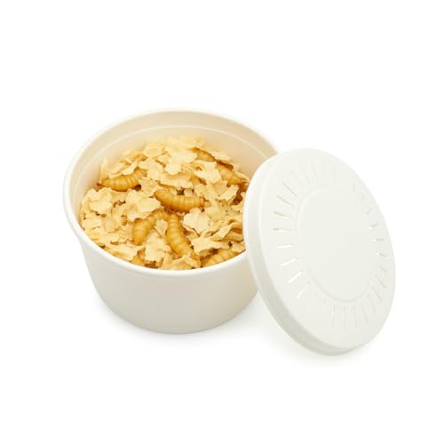 Bienenmaden lebend Premium 1x 40 Stück zum Angeln oder als Lebendfutter