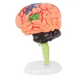 Cabilock 2 Stck. Gehirnmodell Modell Des Menschlichen Gehirns Anatomie -modelle Anatomiemodell Menschliches Anatomie -modell Hirnfigurmodell Modell Anatomie Anatomisches Modell Pvc