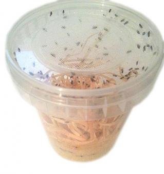 1 Dose Drosophila klein Fruchtfliegen Zuchtansatz 500ml praktisch verpackt, Futterinsekten Futtertiere 1L/6,98EUR