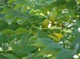 Seeds 5 black walnut seeds Fdr08 (Juvenns Nigra)