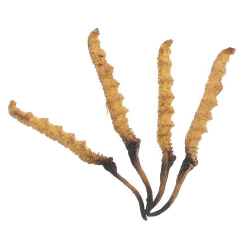 VICASKY Cordyceps-verhaltensphysiologisches Modell Genaue Requisiten Für Traditionelle Medizinläden