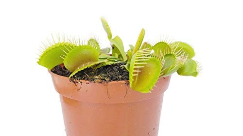 Fangblatt - Venusfliegenfalle - Dionaea Muscipula vom Fachhändler - blühfähige Fleischfressende Pflanze - natürlicher Fliegenfänger