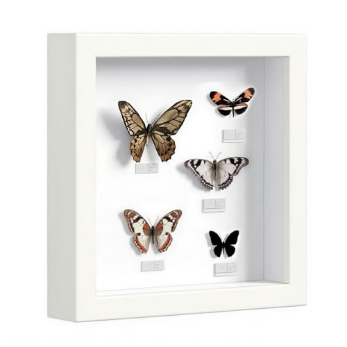Kozdtiz 3D Bilderrahmen, Bilderrahmen zum Befüllen, Rahmen für Objekte, Quadratischer Objektrahmen Tiefer 3cm für Wand & Desktop,Shadow Box für Fotos, Objekte, Hochzeitsstrauß Weiß 25 x 25 cm