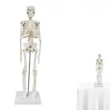 Mini Anatomie Modell Skelett 45cm Mini Skelett Modell Ganzkörper Mensch und Bewegliche Arme und Beine auf Kunststoffbasis für Medizinisches Lehren, Bildung, Display, Geschenk