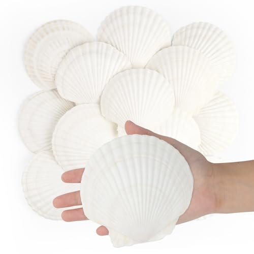 Jangostor 16 Stück Muscheln Natürliche Muschel, 10CM-12CM Weiße Muschel Jakobs Muschel Kleine Muscheln für Handwerk Hochzeit Dekoration Strand Theme Party, Fischtank und Vase Füller
