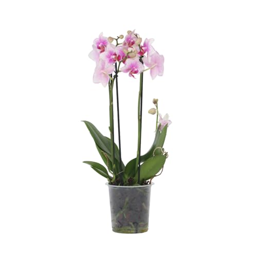 Plant in a Box - Phalaenopsis Multiflora - Orchidee rosa - Mottenorchidee - Katzenfreundlich - Topf 12cm - Höhe 35-45cm