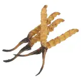 PRETYZOOM 4 Stück Cordyceps Modell Chinesische Apotheken Requisiten Chinesische Kräuterkunde Ladendekorationen Cordyceps Ökomodell Chinesische Medizinschrank Requisiten Cordyceps