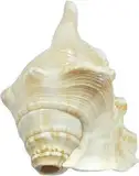 Indian Blowing SHANKH 11 cm Lord Ganesh Blowing Shankh/Shankh für Pooja Original Conch Shell White Jumbo (weiß) von Indian Collectible