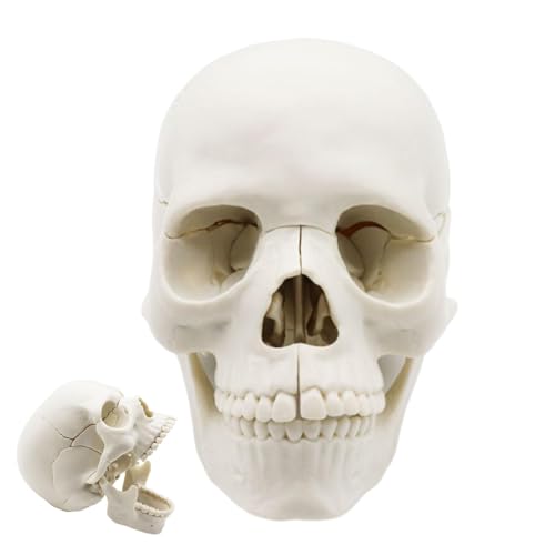 Menschliches Schädelmodell, Schädelmodell,15-teilige lebensgroße Schädelköpfe menschlicher Schädelmodell Anatomie - Realistisches anatomisches Modell des menschlichen Kopfschädels, Studium der Schädel