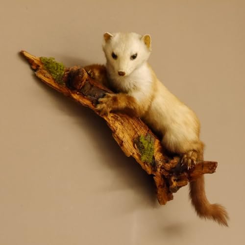 GTK - Geweihe & Trophäen KRUMHOLZ Marder Baummarder auf AST Präparat Taxidermy Deko Tierpräparat 89.5.215