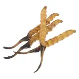 ibasenice Cordyceps-Modell 4-teilige Kräutermodelle Für Den Traditionellen Medizinladen Pädagogische Requisiten