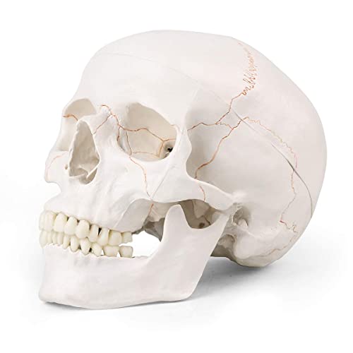 MIIRR Medizinisches Schädelmodell, Lebensgröße, Anatomisches Totenkopf-Modell mit Abnehmbarer Schädelkappe und Abnehmbarem Unterkiefer und Schädelkappe für Anatomie Lehren & Lernen