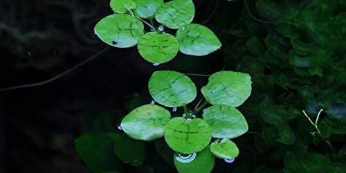 Südamerikanischer Froschbiss - Limnobium laevigatum - Tropica InVitro