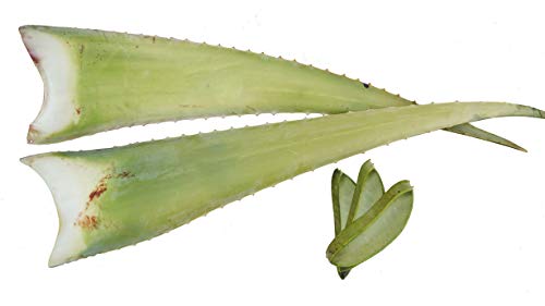 2 x Beste Bio Aloe Vera Barbadensis Blätter, Health for All