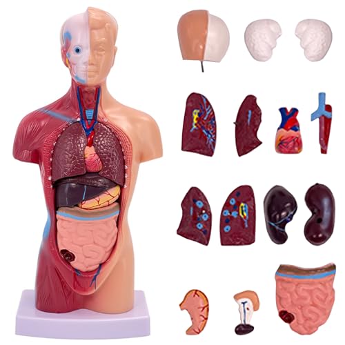 TAZZOR 15-Teilig Anatomie Modell 28cm - Schädel Gehirn Torso und Innere Organe - 4D Anatomische Montage-Modell der menschlichen Organe, Körper Anatomie Puppe für Medizinische Studien und Lehrzwecke