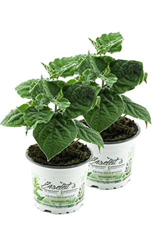 2er Set Andenbeere (Physalis peruviana), frische Kapstachelbeere Pflanze