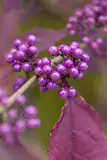 Callicarpa bodinieri 'Profusion' C 40-60 Chinesische Schönfrucht 'Profusion',winterhart, deutsche Baumschulqualität, im Topf für optimales anwachsen