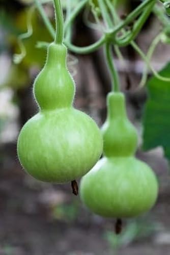 Flaschenkürbis Zierkürbis Kalebasse TOLLE HERBSTDEKO 10 Samen