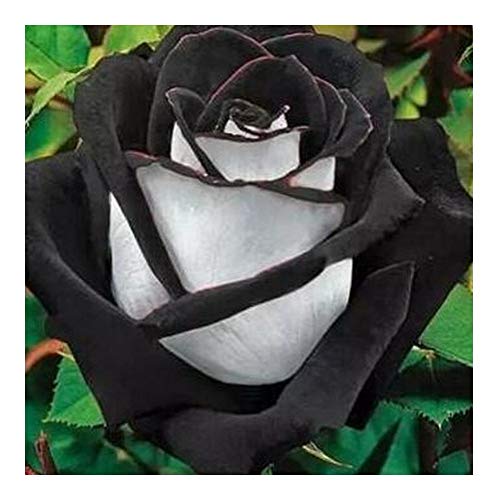 Rose black-white - Rose weiß mit schwarzem Rand - 10 Samen