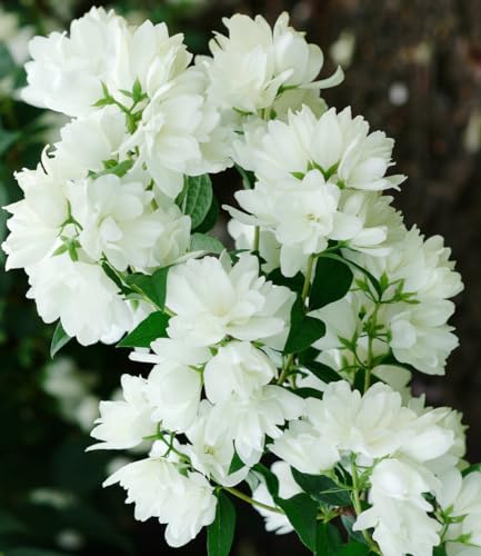 BALDUR Garten Schneeweißer Duft-Jasmin, 1 Pflanze, Philadelphus lemoinei Gartenjasmin duftend winterhart Duft-Jasmin, pflegeleicht, blühend, Blütenstrauch, Sommerjasmin