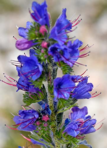 500 Natternkopf Samen - Echium vulgare - Winterharte 2-jährige Wildblume, beliebte Bienenweide und Schmetterlingsblume blau