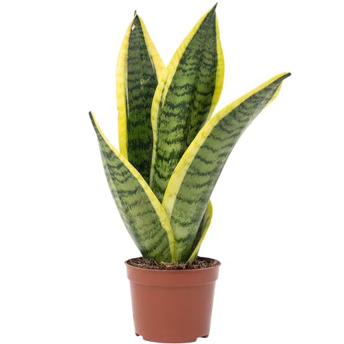 Bogenhanf - pflegeleichte Zimmerpflanze, Sansevieria trifasciata Superba - Höhe ca. 30 cm, Topf-Ø 9 cm