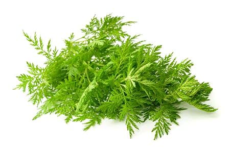 Exoticsamen Einjähriger Beifuß Artemisia annua Qing Hao 1000 Samen (P)