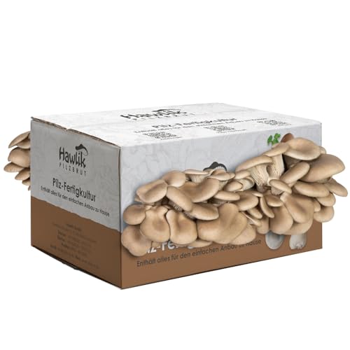 Hawlik Pilzbrut - Austernpilzkultur Zuchtset - Pilzkultur zum selber züchten - bis zu 1.5 kg frische Austernpilze ernten (klein) - Pilze züchten Set