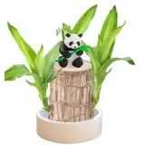 Brazil Lucky Wood,Magical Sprouting Lucky Bamboo Wood,Lucky Wood Plant with Plastic Tray,Brazilian Wood Hydroponic Plant,Easy Grow Brazillian Wood Money Tree,Four Seasons Potted (Panda)