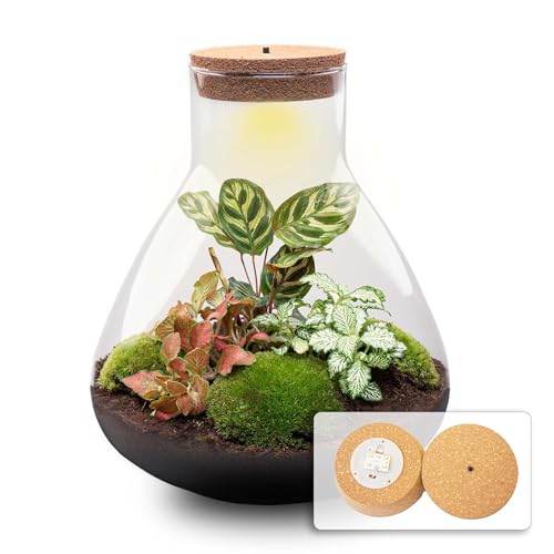 urbanjngl.com - Flaschengarten - Sam XL Rot - Ökosystem mit Pflanzen im Glas - ↑ 35 cm Sam XL Red led - Do-It-Yourself Paket - DIY-set - Pflanze im Glas - Komplettset Terrarium - Pflanzenterrarium Sam