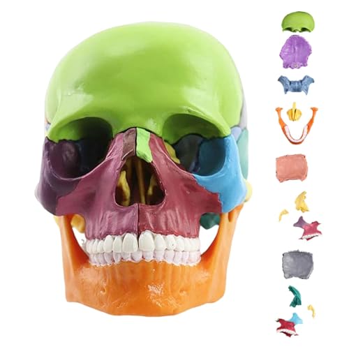 Schädelanatomiemodell, menschliches Schädelmodell für Anatomie | 15-teilige lebensgroße Schädelköpfe menschlicher Schädelmodell Anatomie - Realistisches anatomisches Modell des menschlichen Kopfschäde