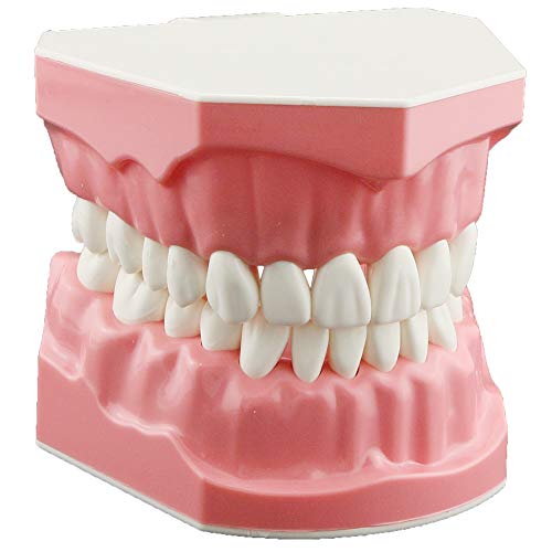 DENTALMALL Zahnputz-Modell, Zähne, Typodont, Muster, sichtbar, Anatomie, Demonstration, Lehr, Standardgröße, 1 Stück