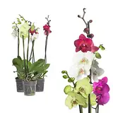 3x echte Phalaenopsis Orchideen 2 Triebe - 50 bis 70cm groß - Schmetterlingsorchidee wunderschöne blühende Tischpflanzen Blumen Geschenkset Naturprodukt