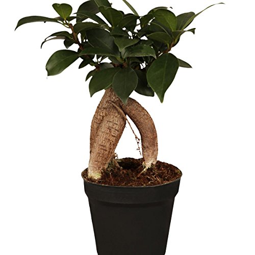 Dominik Blumen und Pflanzen, Lorbeer-Feige Ficus mic. Ginseng, 8cm Topf, 3 Pflanzen