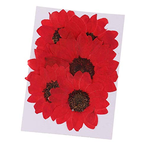 Inzopo 6 Stück gepresste Blumen, echte getrocknete Blumen, Sonnenblumen, Schmuckherstellung, Zubehör für Kerzenherstellung, Bastelarbeiten, Harzguss, handgefertigte Ornamente, 4–6 cm – Rot