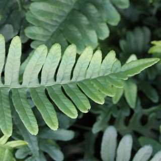 Tüpfelfarn - Polypodium vulgare - Farn