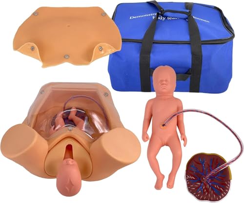 Geburtssimulator mit Baby, Gebärmutter, Plazenta, Becken und Fruchtblasenbeutel – Lebensgroßer Schwangerschafts-Anatomie-Modellbausatz