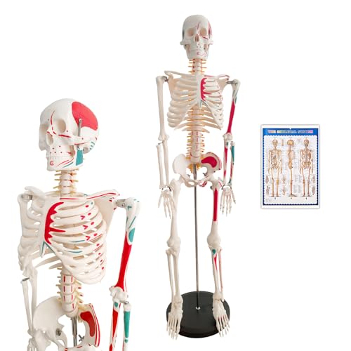 Mini Skelett 85cm mit Muskelfärbung, Kleines Skelett Anatomie Modell, Stehendes Menschliches Skelett-modell für Studenten bzw Medizin Studium (Skelett Farbig 85cm)