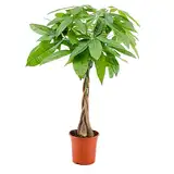 Pachira Aquatica - Geldbaum - Zimmerpflanze - Pflegeleicht – ⌀19 cm - 75-85 cm