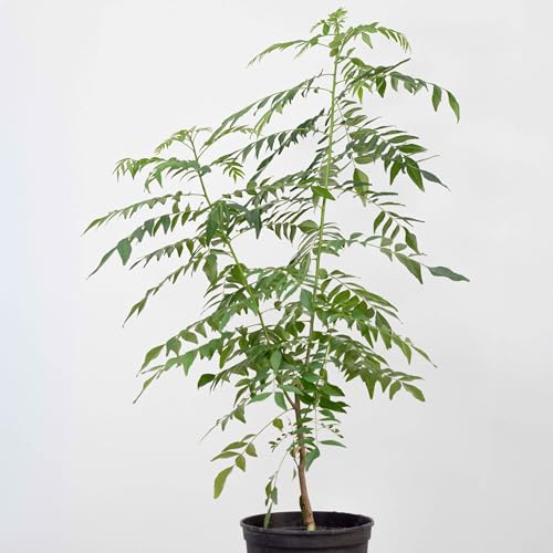 1 Curryblatt Baum | Murraya Koenigii | Aus Samen gezogen | Indische & Sri Lankische Zimmerpflanze | 3 Jahre alt | 40-50cm in 2 liter pot | Curryblattpflanze mit frischen Curryblättern | Currybaum