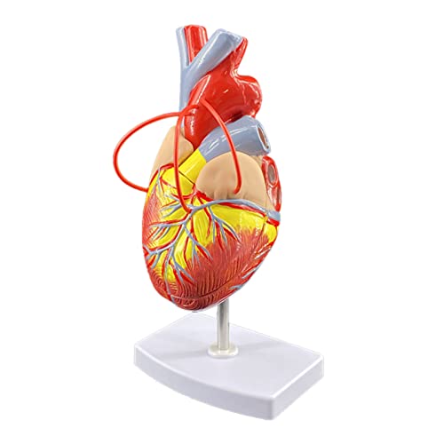 Herzlabor, Medizinische Lehre, Krankenhaus Hilfswerkzeuge, Menschliches Herz Anatomie Modell, Herz Shunt Modell