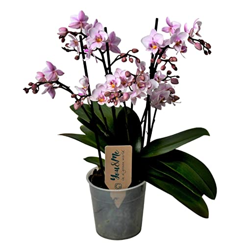 Plant in a Box - Phalaenopsis Multiflora - Orchidee rosa - Mottenorchidee - Katzenfreundlich - Topf 12cm - Höhe 35-45cm