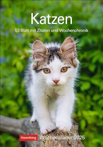 Katzen Wochenplaner 2025 - 53 Blatt mit Zitaten und Wochenchronik: Wandkalender mit Platz für Notizen und vielen süßen Katzenfotos. Tierkalender 2025 ... 25 x 35,5 cm (Wochenplaner Harenberg)