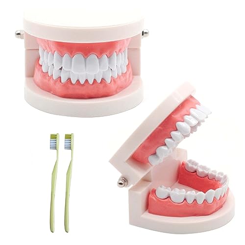 2 Stück Zahnmodell mit 2 Stück Zahnbürste, Kinder Zahn Modell, Zahnmodell Dentalmodell, PVC Zahnpflege Modell für Zahnunterricht oder Mundpflege, zum Zahnkliniken