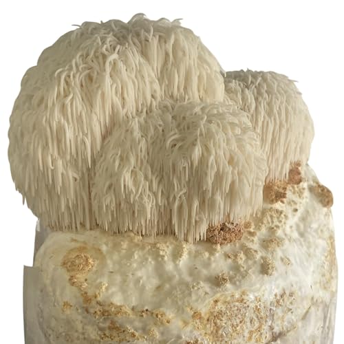 Hawlik Pilzbrut – Lions Mane Pilzzuchtset – BIO Hericium erinaceus Pilzkultur – Löwenmähne Pilz zum selber züchten – Igelstachelbart Pilze züchten Set für Zuhause - Für Änfänger und Fortgeschrittene