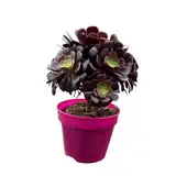 Aeonium arboreum ‘Velours’ – Exotische Sukkulente & Indoor Pflanze für Balkon, Terrasse und Wohnraum (1× Aeonium arboreum ‘Velours’ Ø 15 cm- 25-30 cm hoch)