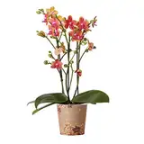 Kolibri Orchids | orange duftende Phalaenopsis-Orchidee - Duftorange - Topfgröße Ø12cm | blühende Zimmerpflanze - frisch vom Züchter