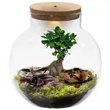 vdvelde.com - Bonsai Terrarium Biodome - Ecoworld Flaschengarten mit Bonsai und Mini Pflanzen im Glas - Pflanzen Terrarium Glas Ø 25 cm ↥ 28 cm - Mini Ökosystem mit Licht