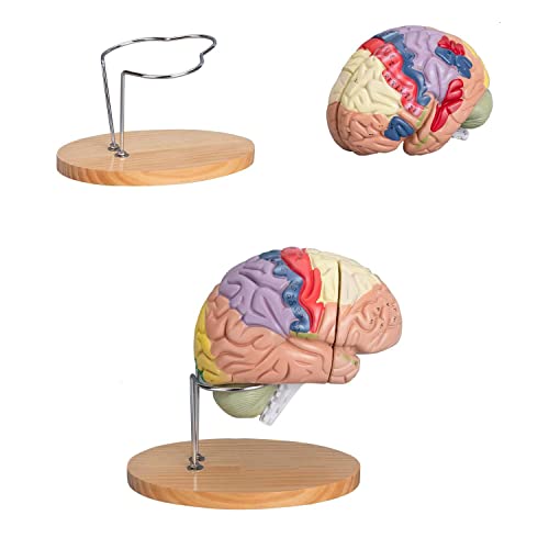 FHGDXCADCX Skelettmodelle Bildungsmodell, 4-teiliges menschliches Gehirn anatomisches Modell farbcodiert 2-Wege Lebensgröße Hirnmodell neun Regionen Gehirnspezialist für Bildung