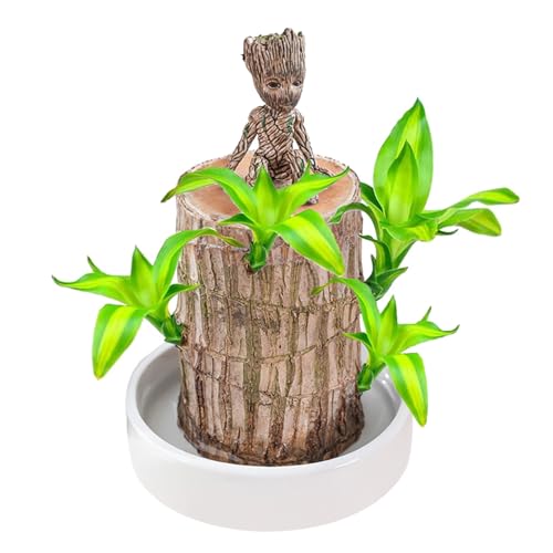 Brasilien Glücksholz Pflanze Set, Brasilianische Glücksholzpflanze mit 1 Topf und Ornamenten, Brazilian Wood Lucky Wood Hydrokultur Topfpflanzenstumpf Schreibtisch Ornament Kleine Desktop Pflanz